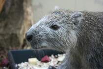 Nahaufnahme einer Kube-Baumratte (Capromys pilorides),30.3.2008 Stuttgart. Das Verbreitungsgebiet liegt in Kuba.