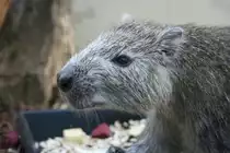 Nahaufnahme einer Kube-Baumratte (Capromys pilorides),30.3.2008 Stuttgart. Das Verbreitungsgebiet liegt in Kuba.