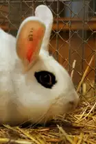 Wei�e Hotot. Kaninchenausstellung in Zeulenroda. Foto 11.11.2012