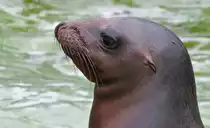 S�dafrikanische Seeb�r