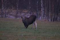 Ein Elchkalb in Akershus / Norwegen, 28.10.2012