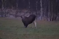 Ein Elchkalb in Akershus / Norwegen, 28.10.2012