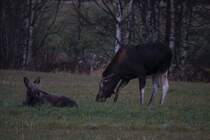 Eine Elchkuh mit Kalb in Akershus / Norwegen; 28.10.2012