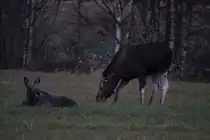 Eine Elchkuh mit Kalb in Akershus / Norwegen; 28.10.2012