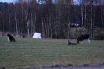 Eine Elchkuh mit zwei Klbern waren die Stars des Abends an der RV 170. Seelenruhig standen sie auf einer Wiese direkt an der Reichsstrae. Viele Autofahrer stoppten ihren Fahrt, stiegen aus und fotografierten die Tiere mit allem was Fotos machen kann. Selbst eine Joggerin, die 20 m neben den Tieren, aus einem kleinen Wald kam, konnte sie nicht stren. Im Gegenteil! Die Frau erschrak mehr als die Tiere. Akershus / Norwegen, 28.10.2012