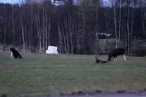 Eine Elchkuh mit zwei K�lbern waren die Stars des Abends an der RV 170. Seelenruhig standen sie auf einer Wiese direkt an der Reichsstra�e. Viele Autofahrer stoppten ihren Fahrt, stiegen aus und fotografierten die Tiere mit allem was Fotos machen kann. Selbst eine Joggerin, die 20 m neben den Tieren, aus einem kleinen Wald kam, konnte sie nicht st�ren. Im Gegenteil! Die Frau erschrak mehr als die Tiere. Akershus / Norwegen, 28.10.2012