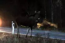 Ein junger Elchbulle steht im Scheinwerferlicht an der RV 170 in Akershus / Norwegen; 28.10.2012