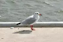 M�we am Maasufer in Rotterdam - 15.09.2012