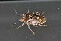 Wanze am Au�enfenster - 30.09.2012