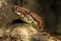 Dumeril's Madagaskarboa oder auch S�dliche Madagaskarboa