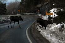 Eine Elchkuh berquer mit ihrem Kalb die E6 bei Sorkil. Nordland / Norwegen, 03.11.2012
