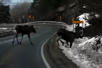 Eine Elchkuh �berquer mit ihrem Kalb die E6 bei Sorkil. Nordland / Norwegen, 03.11.2012