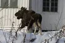 Zwei junge Elche spazieren �ber einen Hof in Nordland / Norwegen; 02.11.2012