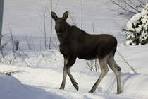 Ein junger Elch in Nordland / Norwegen; 02.11.2012