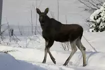 Ein junger Elch in Nordland / Norwegen; 02.11.2012
