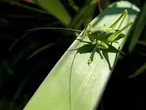 Grash�pfer (Gomphocerinae)kurz vorm Absprung; 120616 
