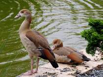 Ente oder Gans; am Ufer eines Teiches in Remich;120825