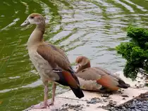 Ente oder Gans; am Ufer eines Teiches in Remich;120825