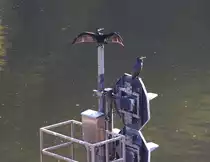 Diese beiden Kormorane f�hlen sich auch hier an der Saar sichtlich wohl. Schleuse Serrig am 21.10.2012