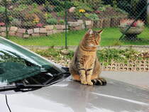 Nach der Heimfahrt hier ein warmer Platz fr die Katze des Nachbarn. Erlebt und Gesehen am 09. November 2012 in Berlin Rudow. 