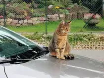 Nach der Heimfahrt hier ein warmer Platz f�r die Katze des Nachbarn. Erlebt und Gesehen am 09. November 2012 in Berlin Rudow. 