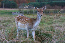 Damwild im Gehege. - 22.10.2007