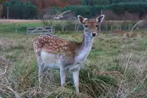 Damwild im Gehege. - 22.10.2007