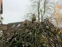 Bansin Seebad am 12. November 2012, G�ste – Spatzen -  im Minizoo (Tropenhaus)  auf Usedom.