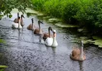 Familie Schwan hat die Seite gewechselt. - 07.09.2012
