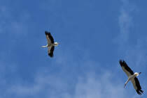 Jungstrche kreisen am Himmel und beobachten den Hausputz der  Alten . - 21.08.2012
