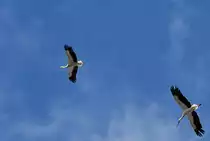 Jungst�rche kreisen am Himmel und beobachten den Hausputz der  Alten . - 21.08.2012
