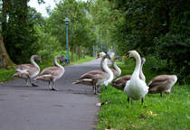Familie Schwan auf Landgang. - 07.09.2012