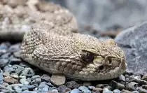 Diamant-Klapperschlange