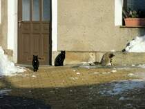  Katzenauflauf  am Gasthof  Hocksteinsch�nke  zwischen Hohnstein und Pirna am 02.12.2012.