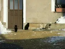  Katzenauflauf  am Gasthof  Hocksteinsch�nke  zwischen Hohnstein und Pirna am 02.12.2012.