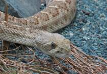 Diamant-Klapperschlange