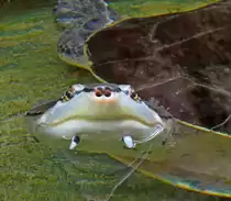 Froschkopf-Schildkr�te