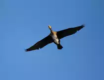 Kormoran �ber Trieb am 06.12.2012.