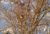 Am Samstag den 8.12.2012 ist dieses Rotkehlchen(Erithacus) auf Futtersuche in einem Geb�sch am Bahnsteig in Allerheiligen.