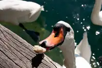 Mahlzeit, langhalsige Naschkatze! Die H�ckerschw�ne auf dem Z�richsee sind �u�erst geschickt, wenn es darum geht, herumliegendes Backwerk einzusammeln. (14.9.12)