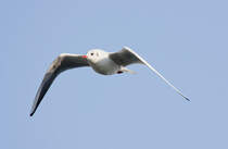  Fly away : Mwe unter dem blauen Himmel und ber den  blauen  Donau in Tulln. (9.12.12)