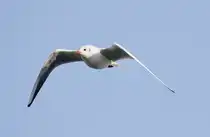  Fly away : M�we unter dem blauen Himmel und �ber den  blauen  Donau in Tulln. (9.12.12)