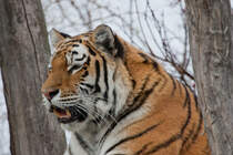 Tigerlady  Ina , oft mal eine kleine  Zicke  und eine waschechte Wienerin, am 30.11.2012 im Tiergarten Schnbrunn.