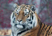 Tigerdame  Kyra  in Wien. (Tiergarten Schnbrunn, 30.11.12)