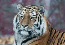 Tigerdame  Kyra  in Wien. (Tiergarten Sch�nbrunn, 30.11.12)