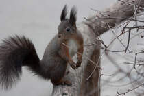  Oachkatzerl  im Wiener Tiergarten Schnbrunn. Die kleinen Nager sind handzahm, solange in der entsprechenden Hand ein Nsslein wartet. (30.11.12)