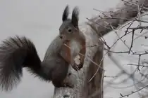  Oachkatzerl  im Wiener Tiergarten Sch�nbrunn. Die kleinen Nager sind handzahm, solange in der entsprechenden Hand ein N�sslein wartet. (30.11.12)