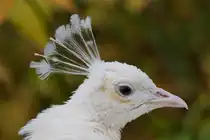 Da stehen ihm die Federn zu Berge.... wei�er Pfau am 30.11.2012 in Wien.