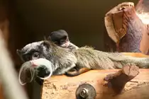 Ein Kaiserschnurrbart-Tamarin mit Nachwuchs.Stuttgart 30.3.2008. 
