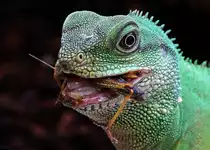 Gr�ne Wasseragame